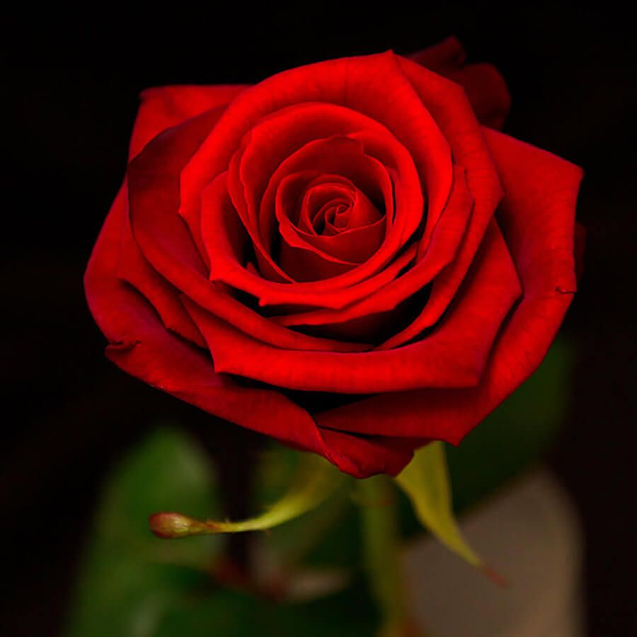 Red rose